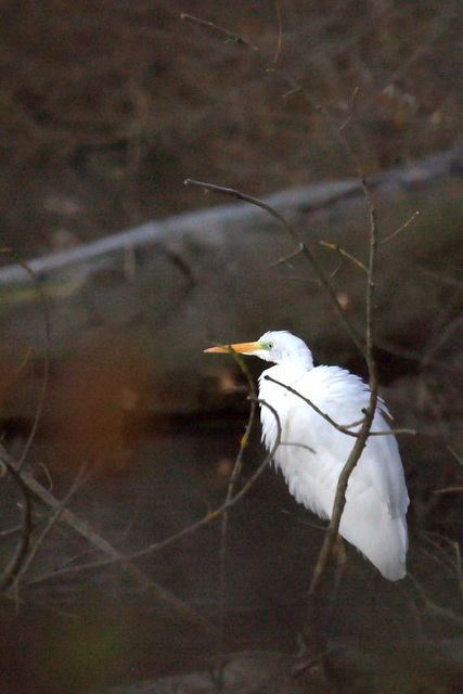 Grande Aigrette