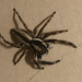 IMG 3100 Spider