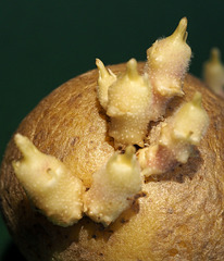 Kartoffel Trieb