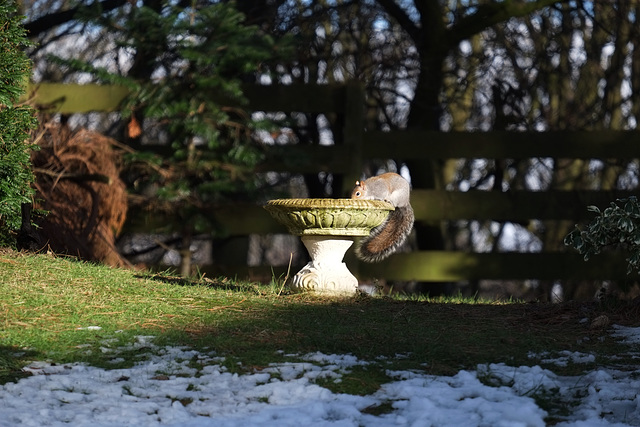 drinking grey squirrel