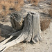 Cottonwood stumps