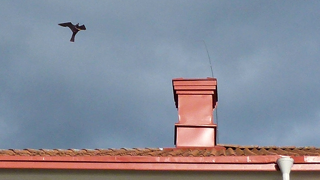 Drachen an der Angel als Taubenschreck