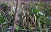 Field horsetail