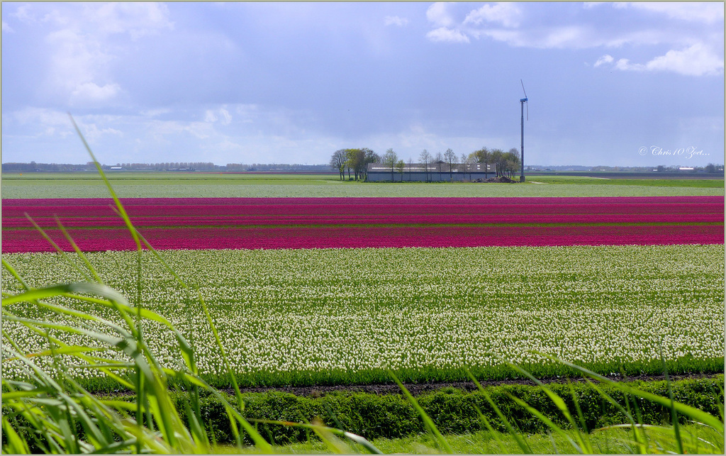 Pink field in the Middle...