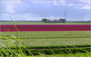 Pink field in the Middle...