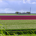 Pink field in the Middle...