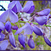 Back to late spring, wisteria detail.