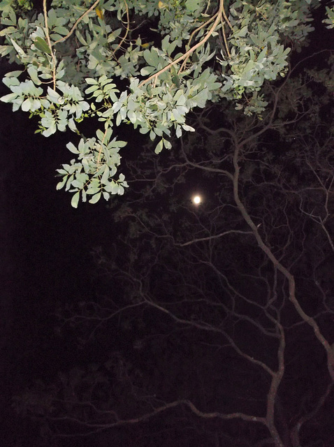 Feuillage lunaire / Moon foliage