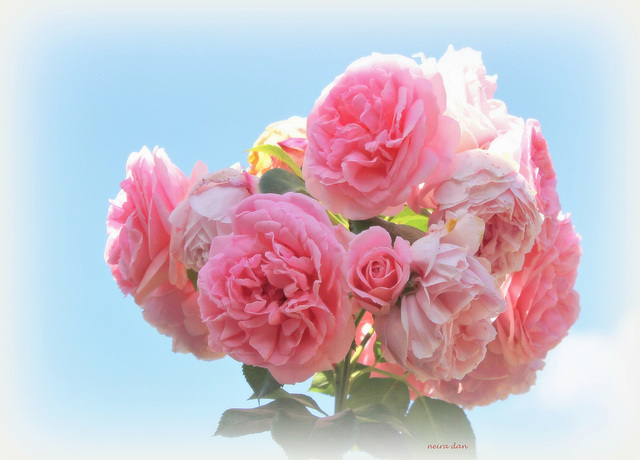 Rosier tige rose pastel - Jardin Lecoq