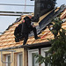 20220928 1811CP~V [D~LIP] Dachdecker, Bad Salzuflen