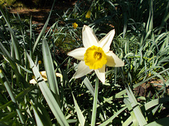 SoS - daffodil