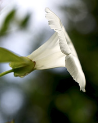 SSC nature 1
