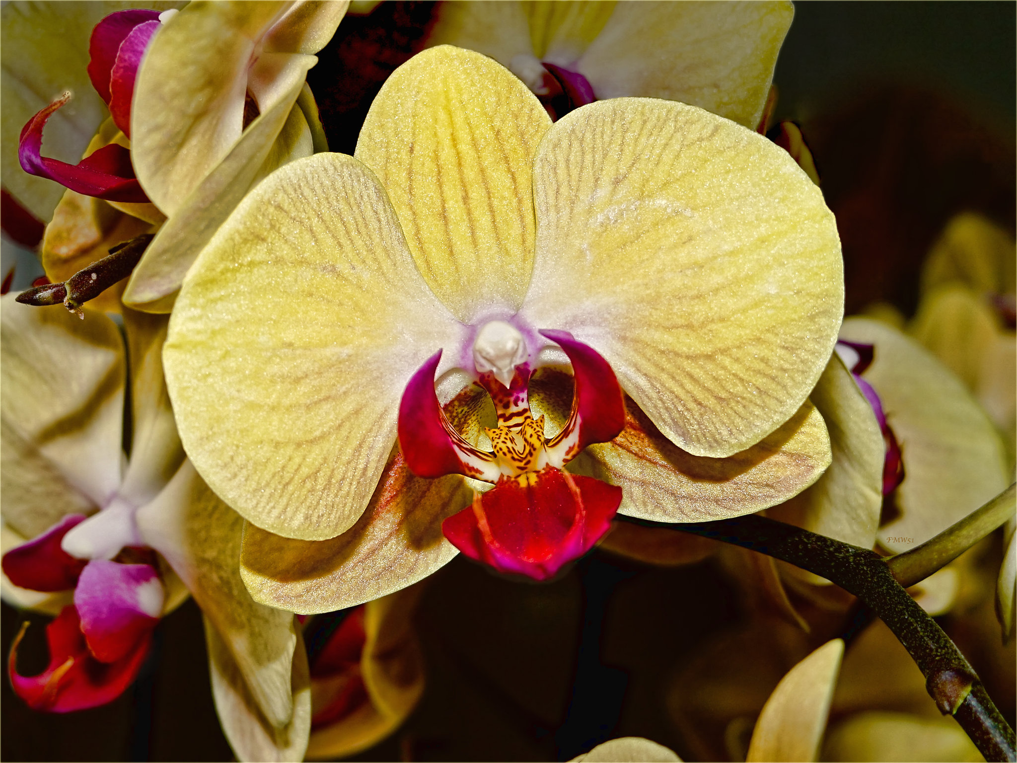 Orchidee