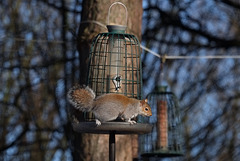 grey squirrel