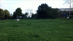 prancing lambs