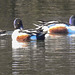 20180407 3673CPw [D~LER] Löffelente, Soltborger Kolk, Soltborg