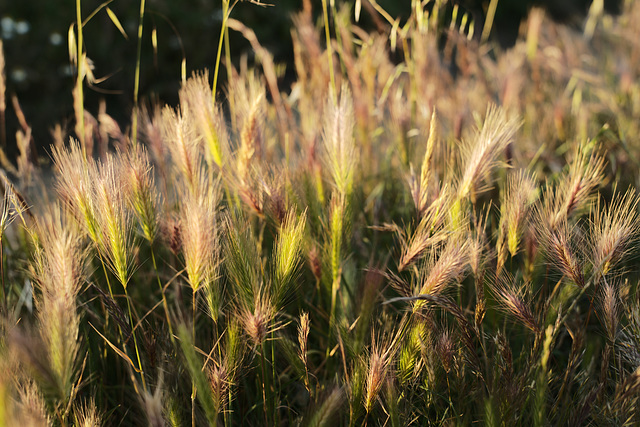 Hordeum murinum subsp. leporinum