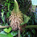 Gunnera flower