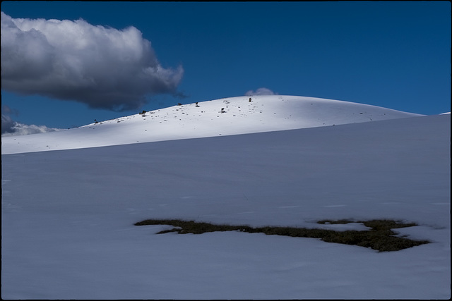 Primavera blava i blanca