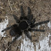 IMG 3146 Tarantula-4