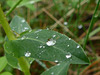20250504 Forêt Blandas (106)