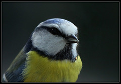 Mésange bleue  portrait