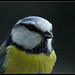 Mésange bleue  portrait