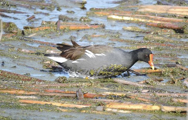 Common Gallinule