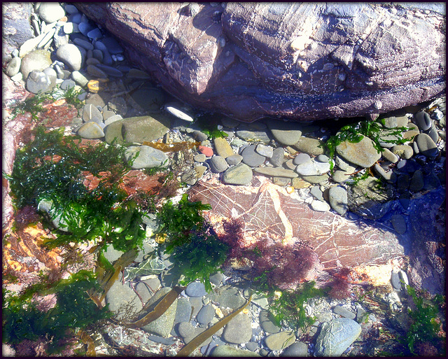 Rock pool, Cornwall