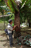 Miguel and a giant banana palm