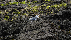 20190609 4889CPw [R~GB] Silbermöwe, Wales