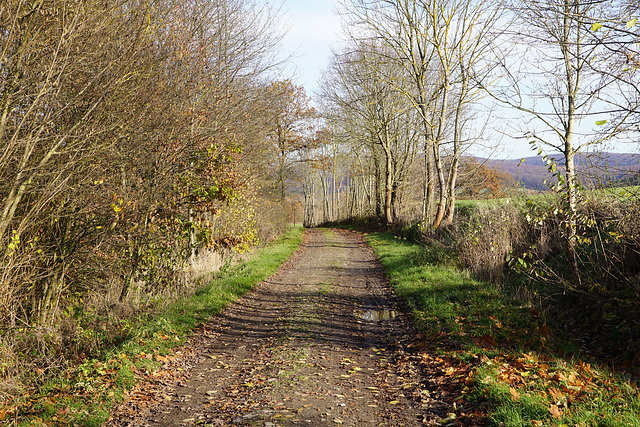 Herbstlicher Weg an der Sieber II