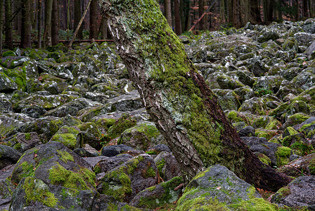 20.12.13 Kleines Felsenmeer 4