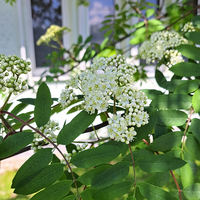 Eberesche / Vogelbeere (Sorbus aucuparia)