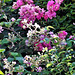 Wild roses and blackberry flowers