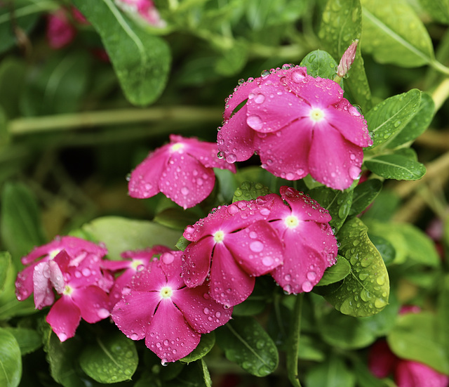 Pluie donc journée gouttes sur fleurs de Pervenches