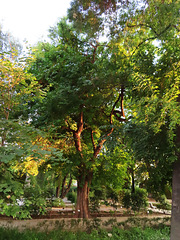 Valencia: Jardín botánico, 35