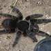 IMG 3148 Tarantula