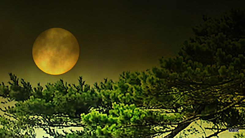 Bonne et douce nuit.