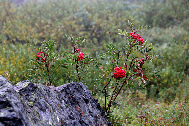 Sitka Mountain Ash