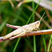 Große Goldschrecke (Chrysochraon dispar) Large Gold Grasshopper, ♀