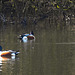 20180407 3674CPw [D~LER] Löffelente, Soltborger Kolk, Soltborg