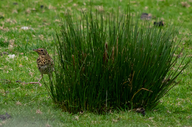 Song Thrush