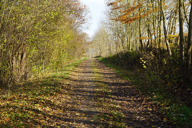 Herbstlicher Weg an der Sieber III