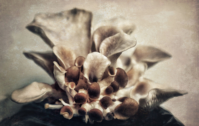 grey oyster mushrooms