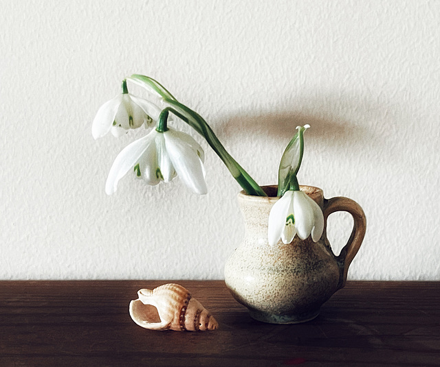 first snowdrops