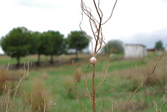 Pink snail waiting for the rain to come...