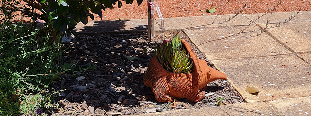 My echidna planter with its South African good luck plant flowering