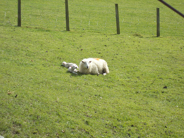 SoS[23] - Welsh lambs [Explored]