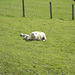 SoS[23] - Welsh lambs